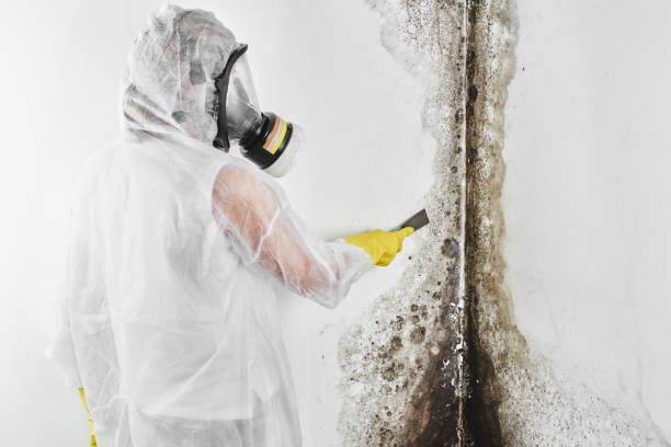 Best Mold Removal Near Me  in Rainelle, WV