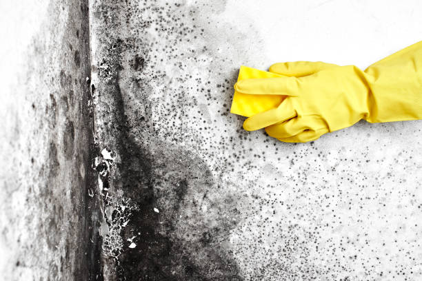 Best Black Mold Removal  in Rainelle, WV
