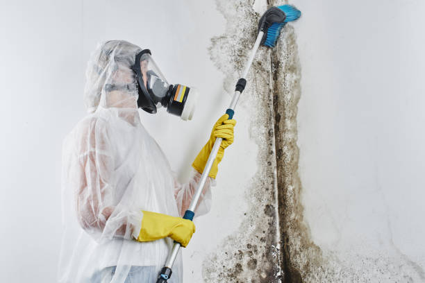 Best Toxic Mold Removal  in Rainelle, WV