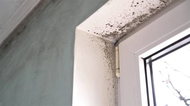 Best Attic Mold Removal  in Rainelle, WV