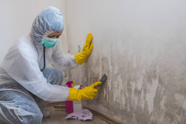 Best Residential Mold Removal  in Rainelle, WV