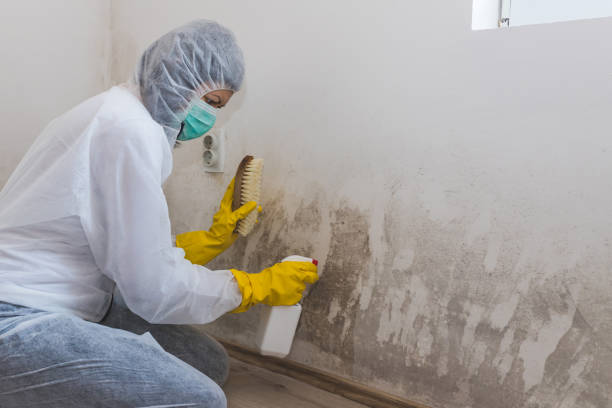 Best Emergency Mold Removal  in Rainelle, WV