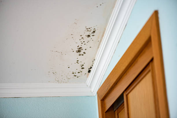 Certified Mold Removal in Rainelle, WV