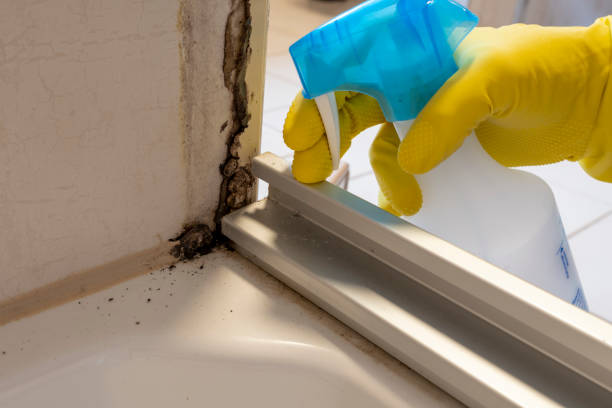 Best Mold Remediation  in Rainelle, WV