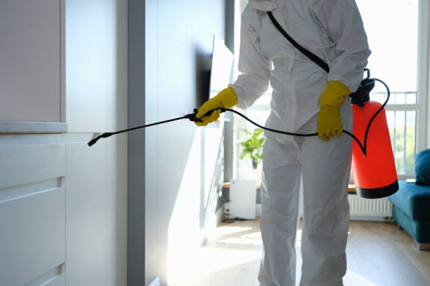 Best Mold Removal Company Near Me  in Rainelle, WV