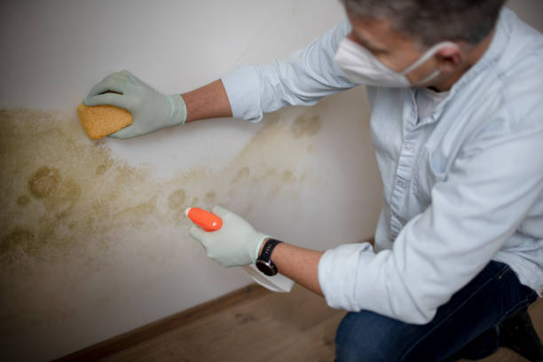 Best Certified Mold Removal  in Rainelle, WV