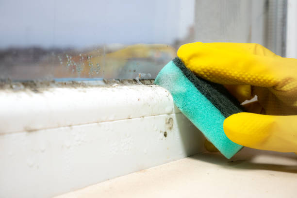 Best Office Mold Removal Services  in Rainelle, WV