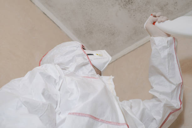 Best Commercial Mold Removal  in Rainelle, WV