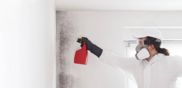 Best Mold Removal Company Near Me  in Rainelle, WV