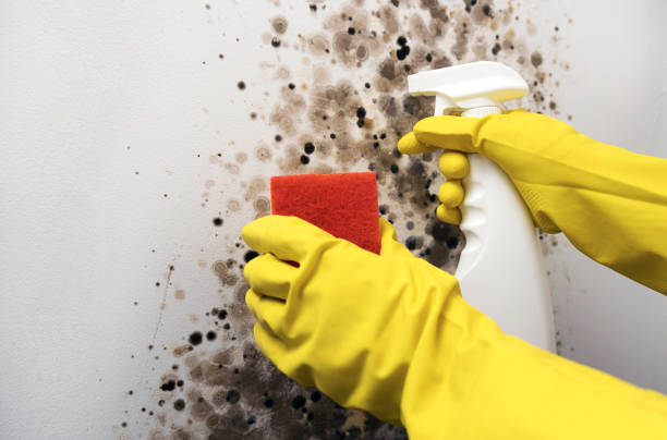 Best Mold Removal Process  in Rainelle, WV