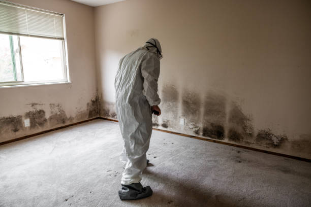 Best Commercial Mold Removal  in Rainelle, WV