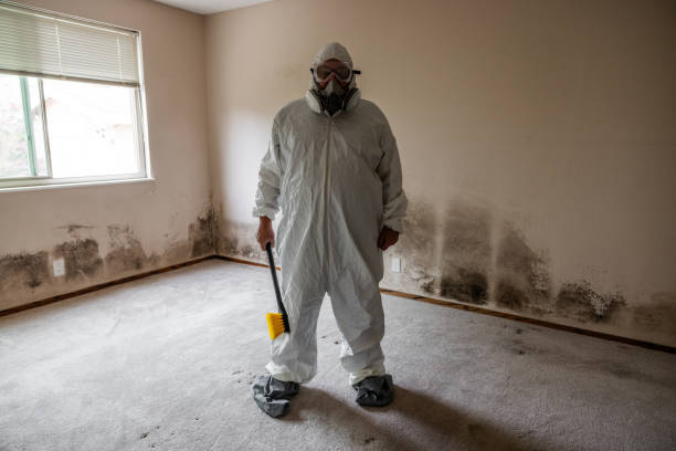 Best Certified Mold Removal  in Rainelle, WV