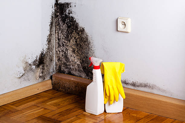 Best Certified Mold Removal  in Rainelle, WV