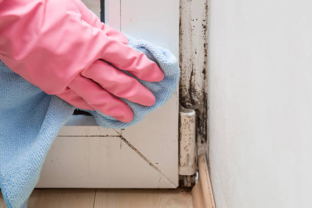 Best Home Mold Removal  in Rainelle, WV