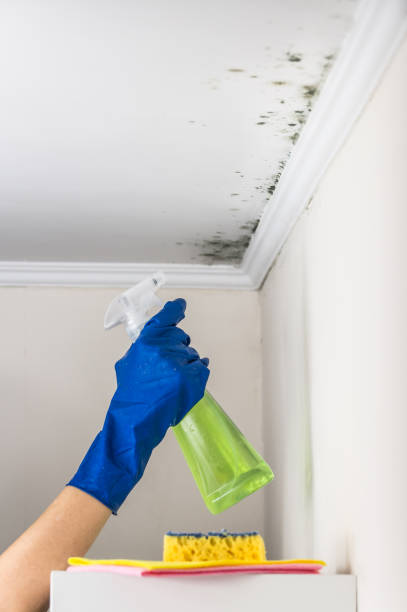 Best Emergency Mold Removal  in Rainelle, WV