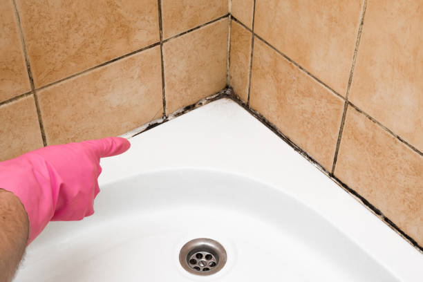 Best Commercial Mold Removal  in Rainelle, WV